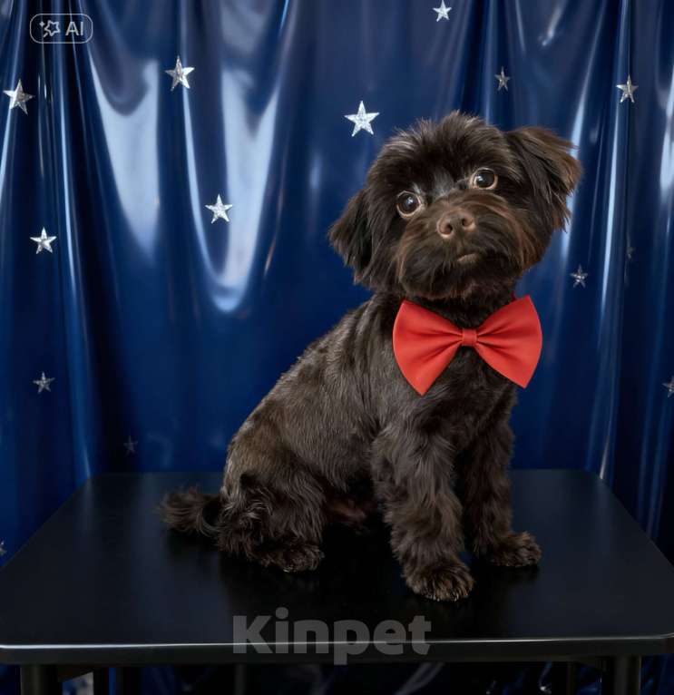 Собаки в Москве: Коричневый йорк девочка горький шоколад стандарт взрослая Девочка, 45 000 руб. - фото 4