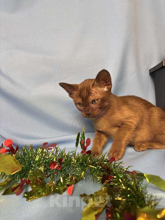 Кошки в Москве: Бурманские котята  Мальчик, 50 000 руб. - фото 5