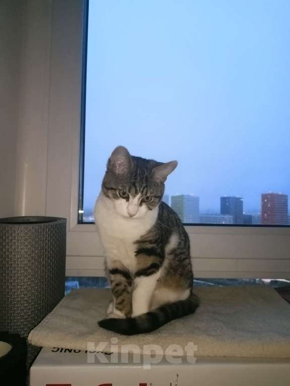 Кошки в Москве: Срочно котёнок в добрые руки Мальчик, Бесплатно - фото 2