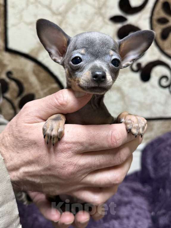 Собаки в Жуковском: Очаровательный мини мальчик тоя Мальчик, 45 000 руб. - фото 1