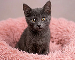 Кошки в Москве: Котёнок девочка 3 месяца Девочка, Бесплатно - фото 1