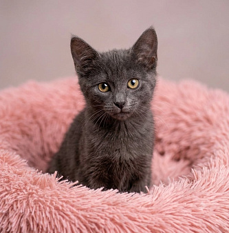 Котёнок девочка 3 месяца