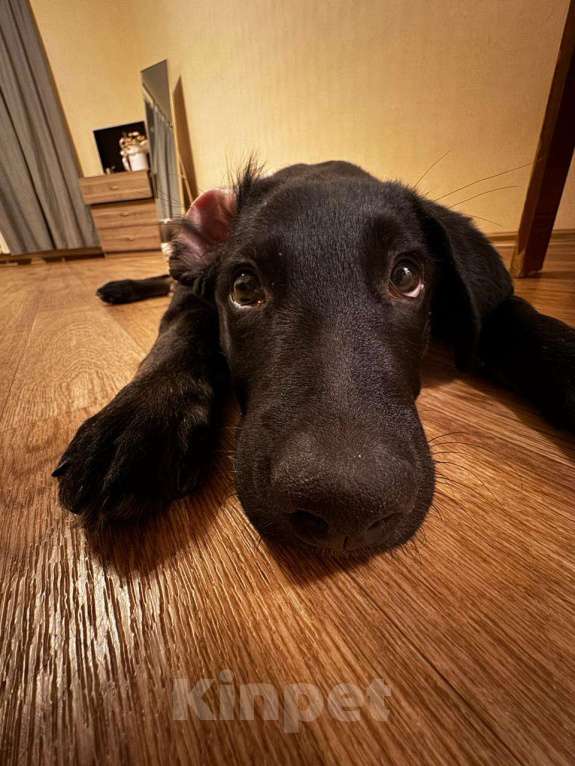 Собаки в Москве: Яша ищет маму Мальчик, Бесплатно - фото 4