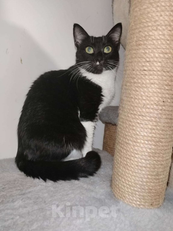 Кошки в Москве: Мася Девочка, Бесплатно - фото 3