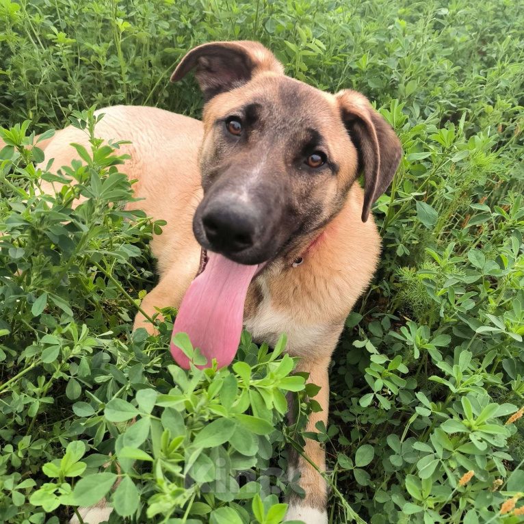 Собаки в Москве: Мартин ищет дом Мальчик, Бесплатно - фото 3