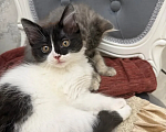 Кошки в Санкт-Петербурге: Котята ищут дом Разнополые, 3 500 руб. - фото 4