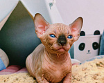 Кошки в Москве: Котенок канадский сфинкс Мальчик, Бесплатно - фото 2