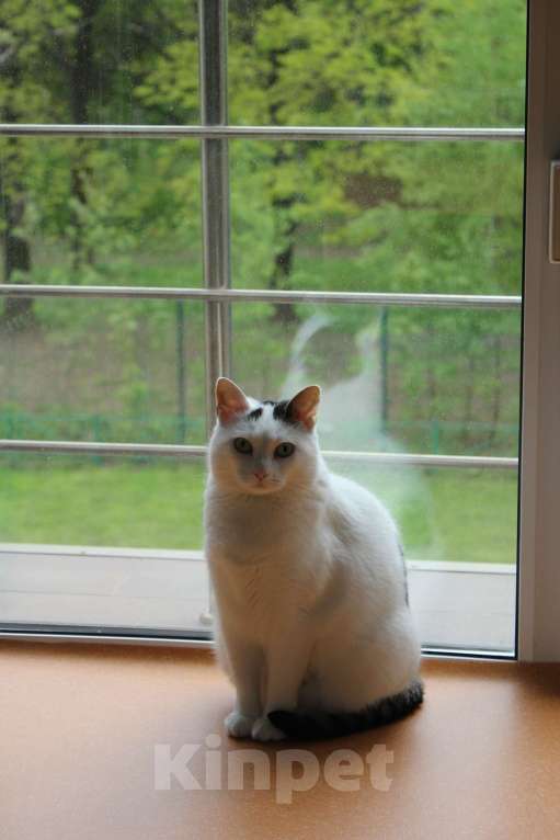 Кошки в Москве: Тициановская Даная в кошачьем облике  Девочка, Бесплатно - фото 6