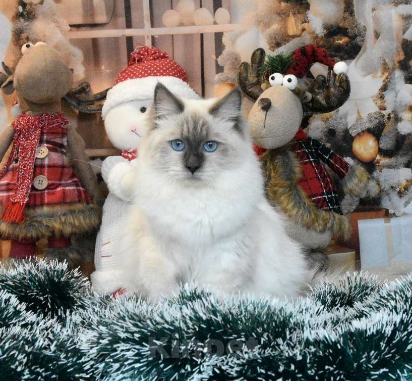 Кошки в Москве: Синеглазая королева Девочка, Бесплатно - фото 2