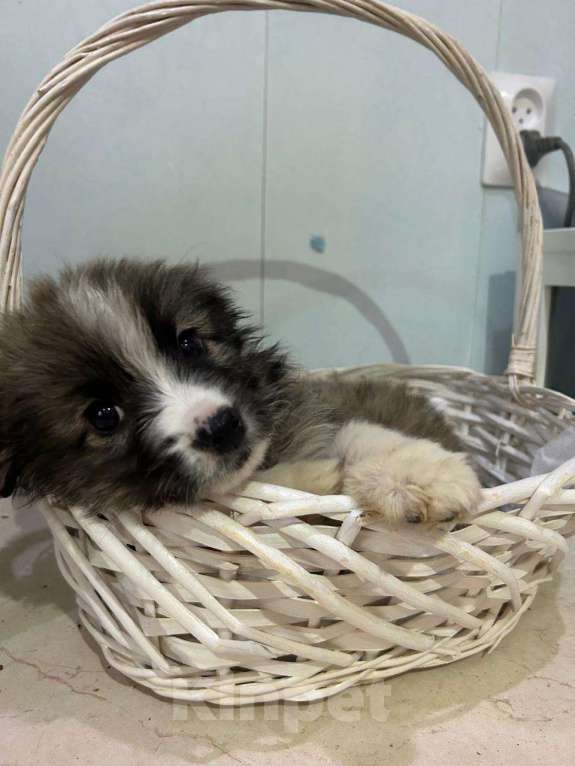 Собаки в Москве: Маленький щенок ищет дом! Девочка, Бесплатно - фото 3