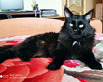 Кошки в Лянторе: Кот Мейн Кун вязка, 20 000 руб. - фото 1
