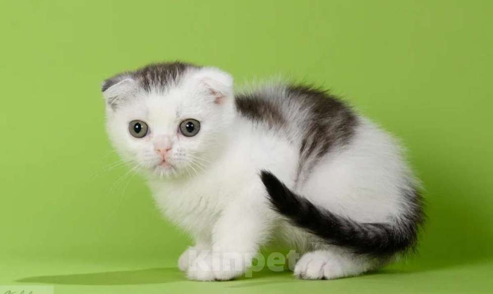 Кошки в Москве: Шотландские мальчики Мальчик, 50 000 руб. - фото 9