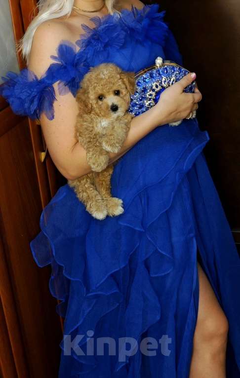 Собаки в Москве: Мальтипу мини карамель мальчик  Мальчик, 120 000 руб. - фото 3