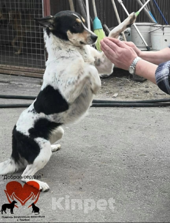 Собаки в Тамбове: Капа Девочка, Бесплатно - фото 2