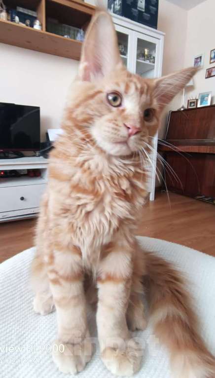 Кошки в Ростове-на-Дону: Великолепный котенок Мэйн-кун Мальчик, Бесплатно - фото 2