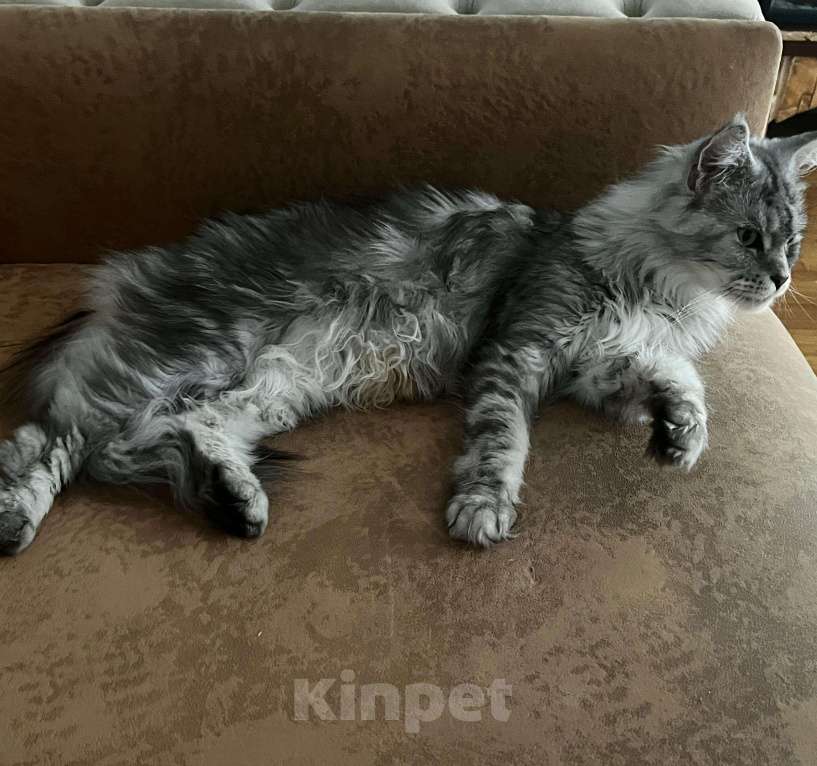 Кошки в Москве: Тихая роскошь Девочка, 65 000 руб. - фото 5