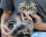 Кошки в Электростали: Длинношерстная мраморная девочка Девочка, 12 000 руб. - фото 1