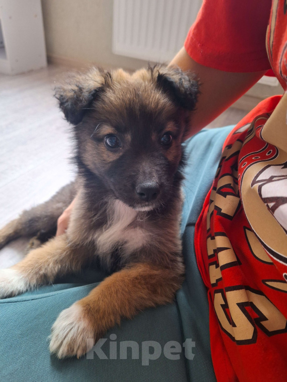 Собаки в Ростове-на-Дону: Щенок в добрые руки Мальчик, Бесплатно - фото 1