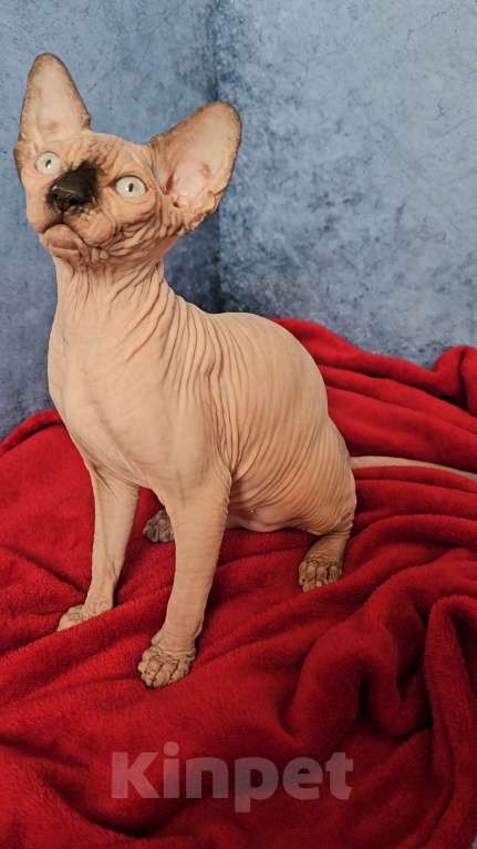 Кошки в Калининграде: Канадский сфинкс девочка с документами Девочка, 30 000 руб. - фото 5