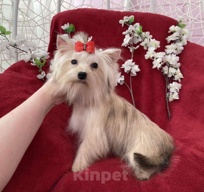 Собаки в Москве: Подрощенный йорк мини девочка золотая Девочка, 80 000 руб. - фото 4