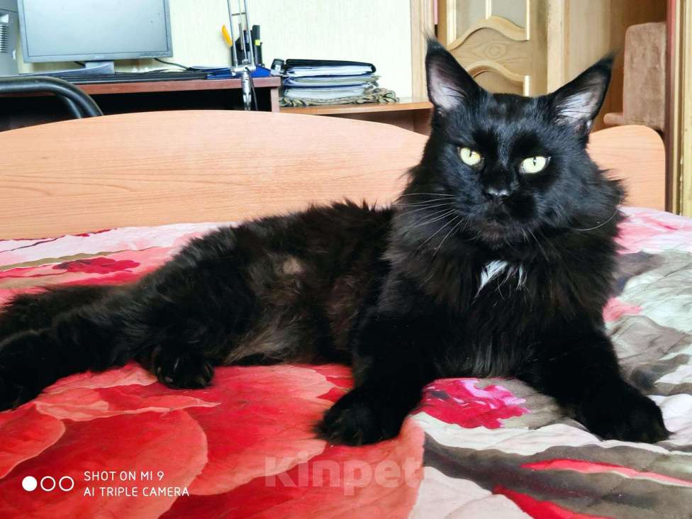 Кошки в Лянторе: Кот Мейн Кун вязка, 20 000 руб. - фото 1