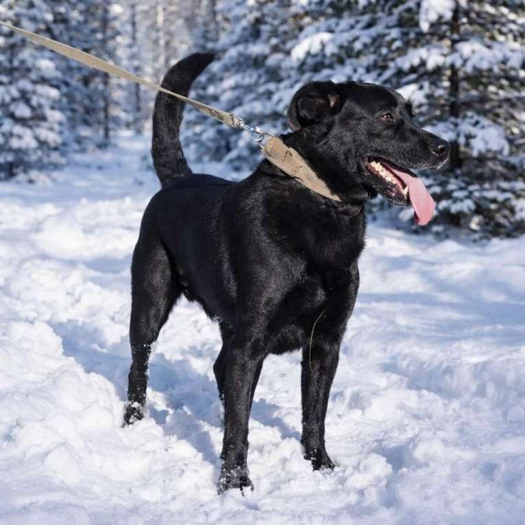 Собаки в Брянске: Красавчик Том ищет дом! Мальчик, Бесплатно - фото 4