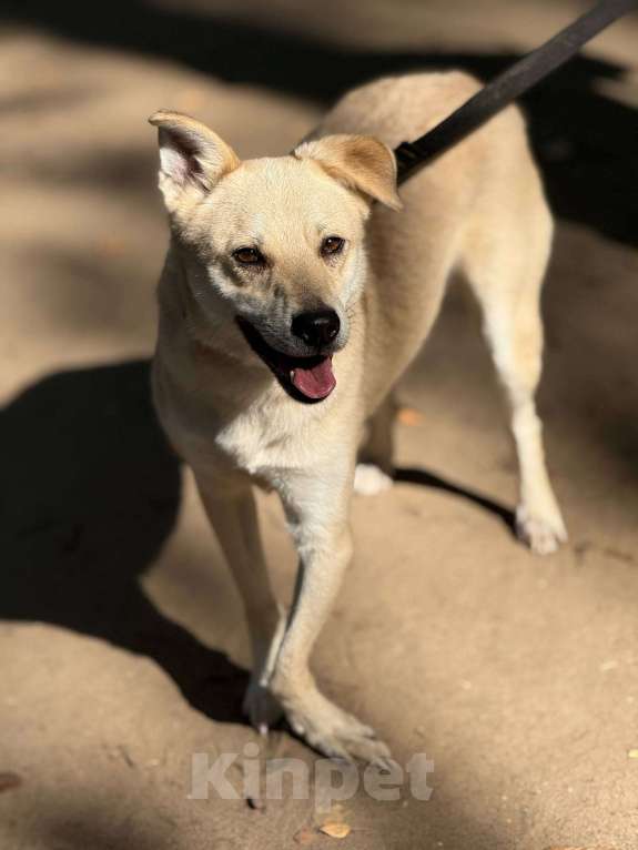 Собаки в Москве: Лунтик щенок с кривой лапкой Мальчик, Бесплатно - фото 6