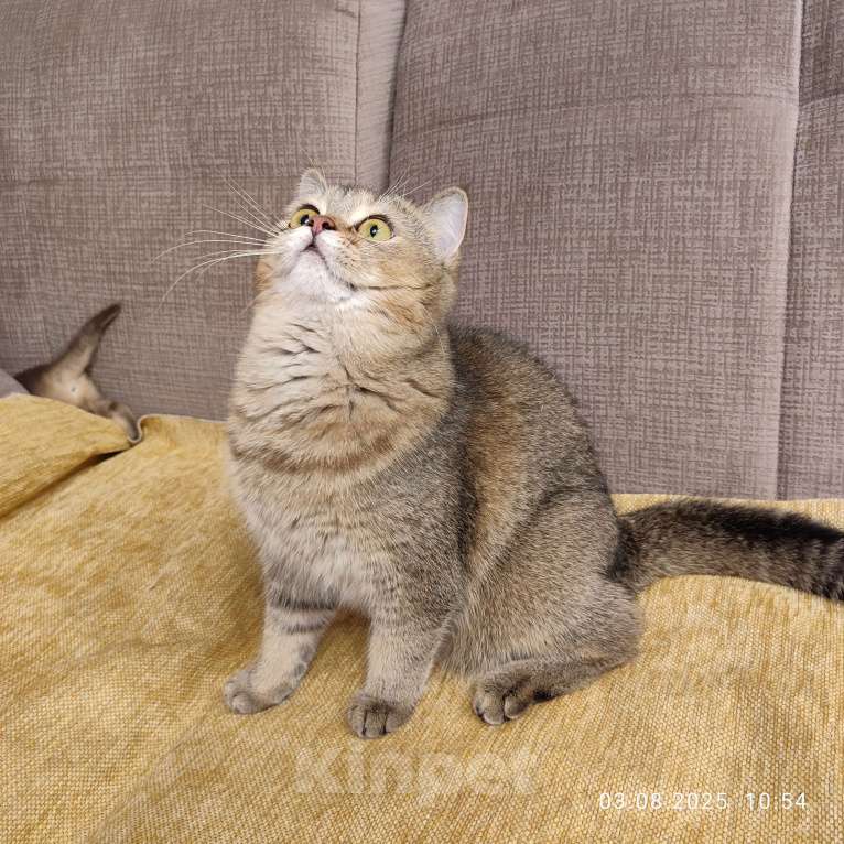 Кошки в Москве: Шоколадная девочка Девочка, 20 000 руб. - фото 5