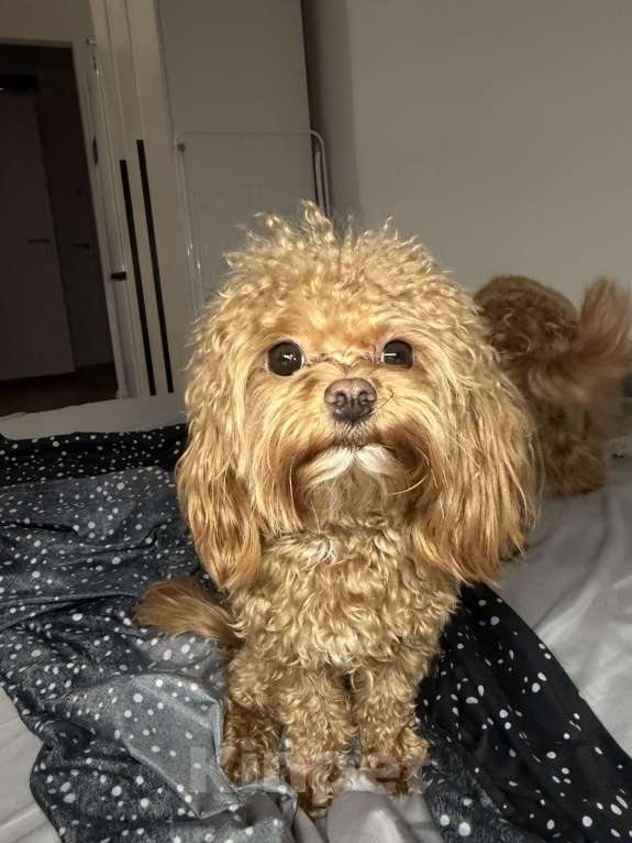 Собаки в Москве: Мальтипу Корея f1 Мальчик, 65 000 руб. - фото 3