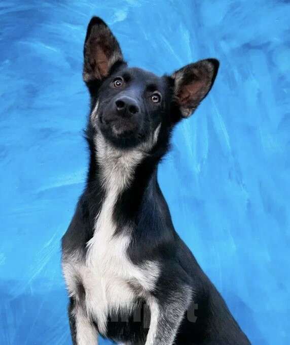 Собаки в Москве: Щенок овчарки Волчок в добрые руки Девочка, Бесплатно - фото 2