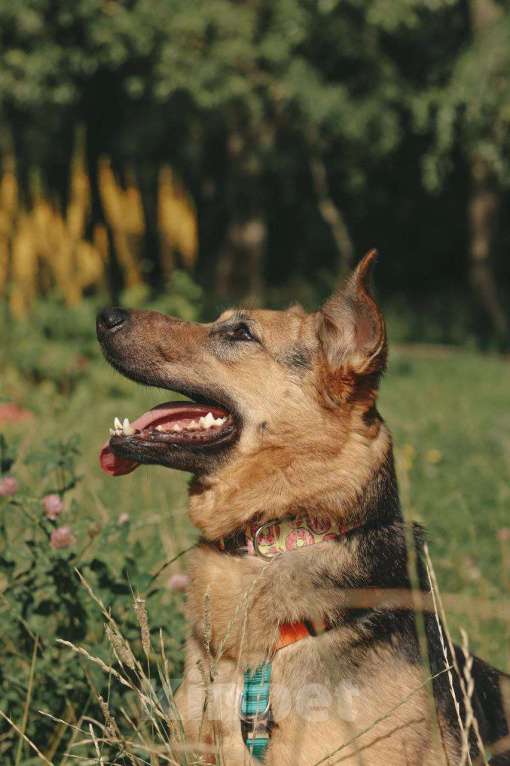 Собаки в Москве: Мия Девочка, Бесплатно - фото 2