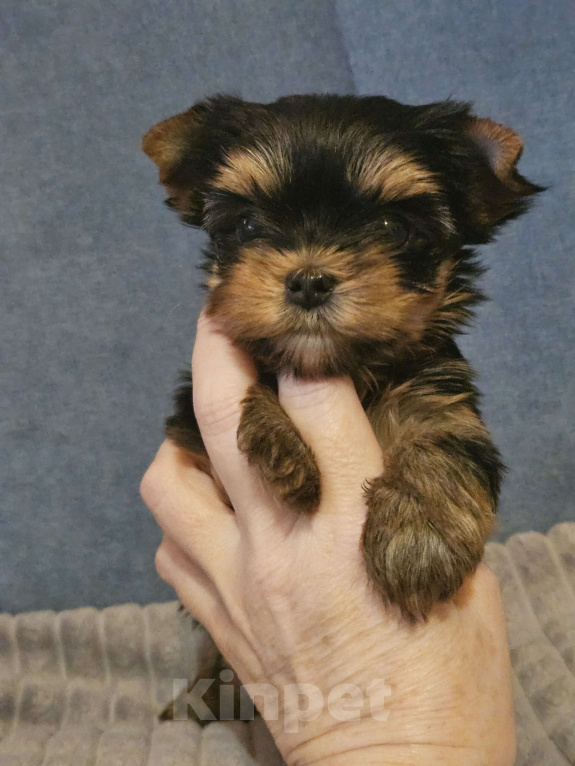 Собаки в Москве: Небольшая девочка йорка  Девочка, 100 000 руб. - фото 4