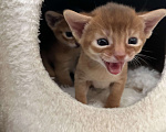 Кошки в Москве: Абиссинские котята Девочка, 60 000 руб. - фото 3