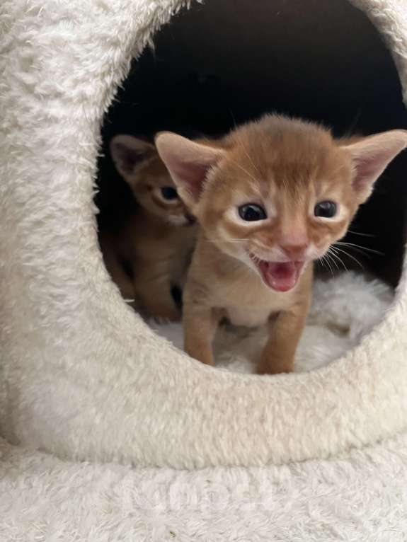 Кошки в Москве: Абиссинские котята Девочка, 60 000 руб. - фото 3