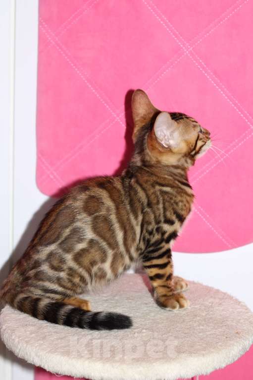 Кошки в Москве: Бенгальские котята Мальчик, 20 000 руб. - фото 3