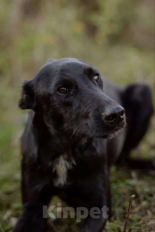 Собаки в Москве: Чудесный Лорд ищет свою семью Мальчик, Бесплатно - фото 7