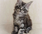 Кошки в Тюмени: Котята мейн-кун с документами Мальчик, 25 000 руб. - фото 1