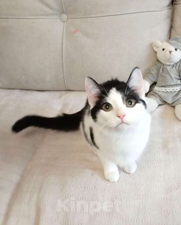 Кошки в Санкт-Петербурге: Самая умная малышка Девочка, Бесплатно - фото 1