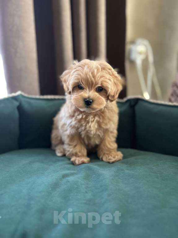 Собаки в других городах Московской области: Девочка мальтипуf1 Девочка, 150 000 руб. - фото 2