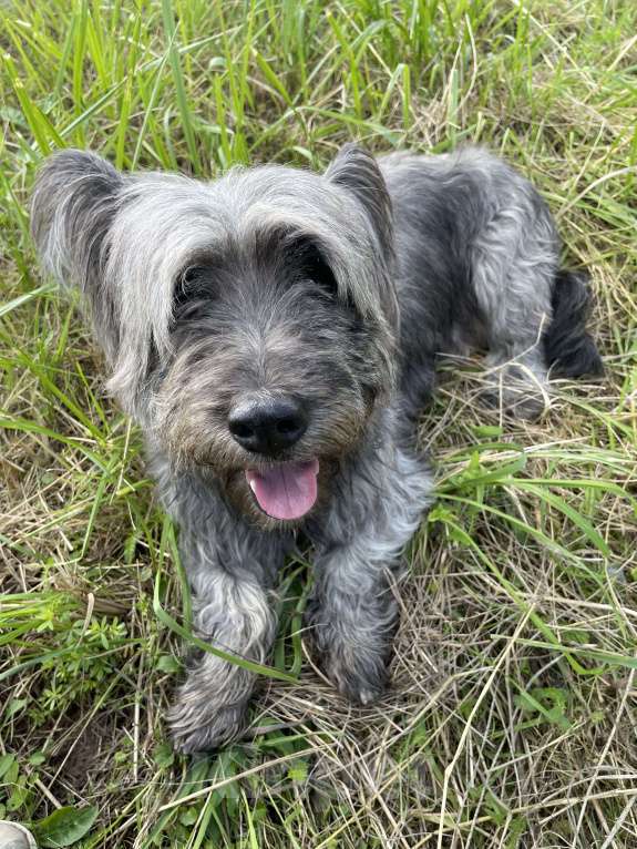 Собаки в Можайске: Ищем невест! Мальчик, Бесплатно - фото 2