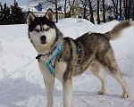 Собаки в Королеве: Хаски Зевс ищет родителей Мальчик, Бесплатно - фото 1