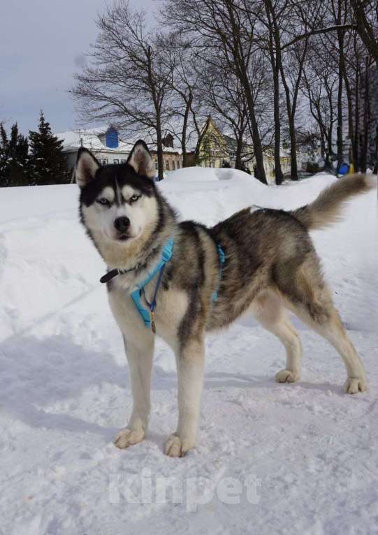 Собаки в Королеве: Хаски Зевс ищет родителей Мальчик, Бесплатно - фото 1