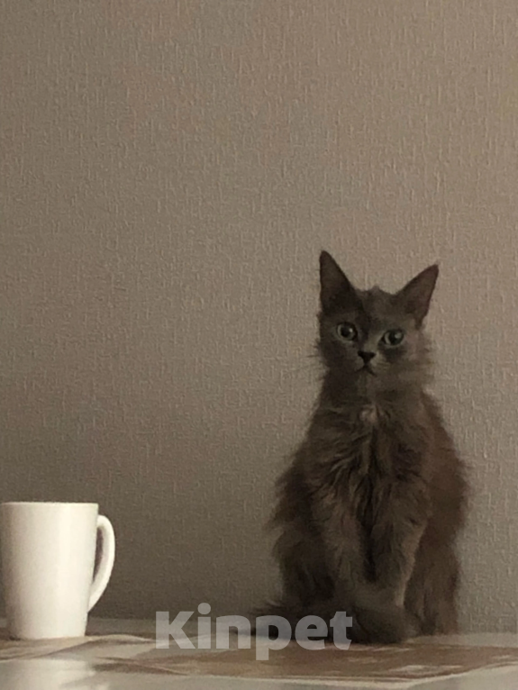 Кошки в Воронеже: Энничка Девочка, Бесплатно - фото 5