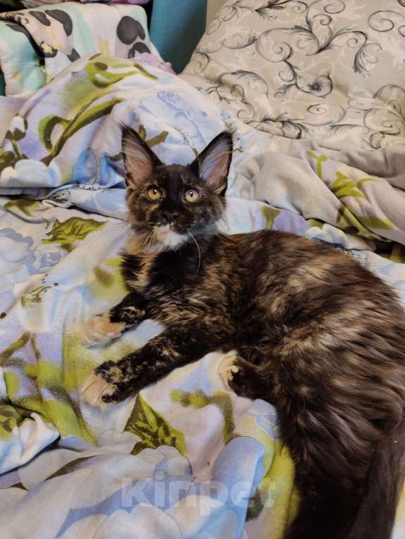 Кошки в Москве: Девочка "егоза" - Ёлка Девочка, 30 000 руб. - фото 2