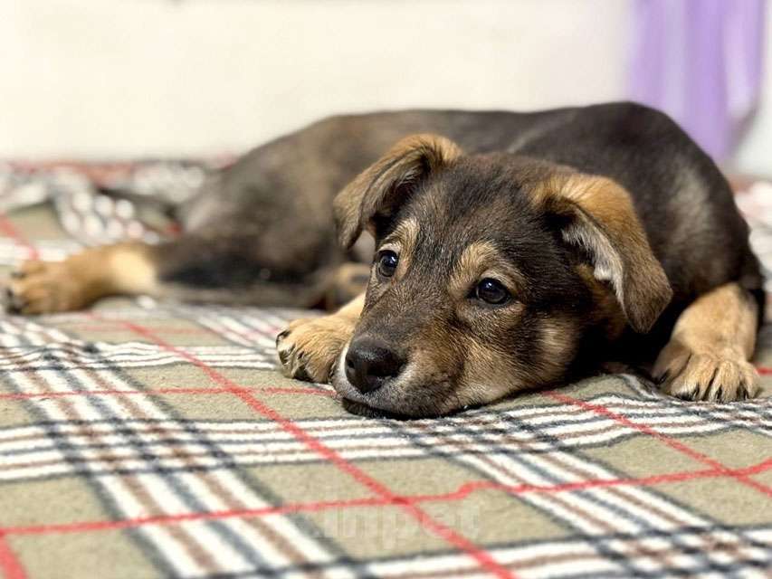 Собаки в Москве: Веселый, ласковый щенок Мартин ищет дом Мальчик, 10 руб. - фото 3