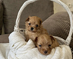 Собаки в Химках: Малыши мальтипу Девочка, 150 000 руб. - фото 2