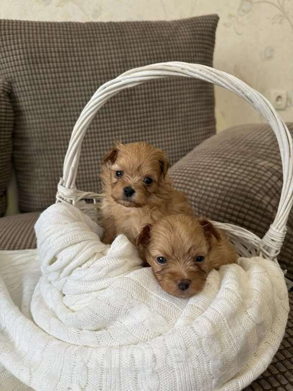 Собаки в Химках: Малыши мальтипу Девочка, 150 000 руб. - фото 2