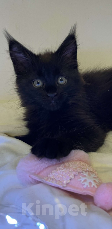 Кошки в Ижевске: Мейн-кун котенок девочка Девочка, 40 000 руб. - фото 2