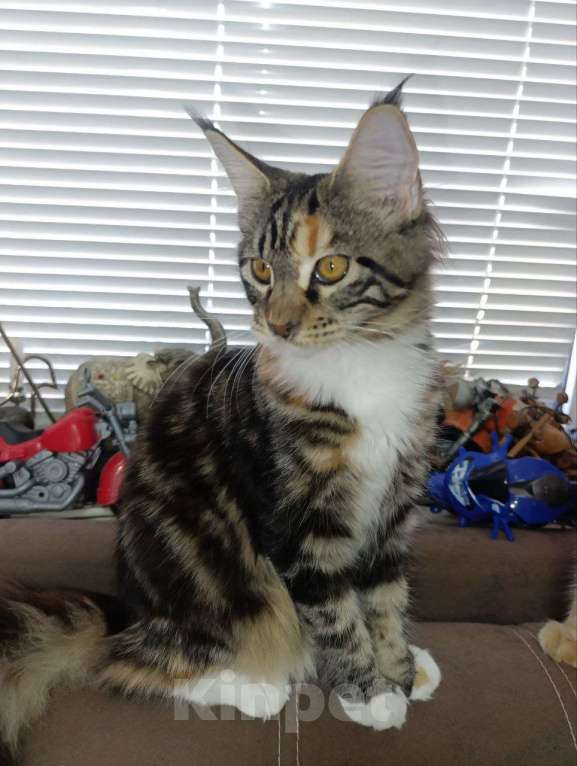 Кошки в Симферополе: Кошечки мейн-кун Девочка, 20 000 руб. - фото 2