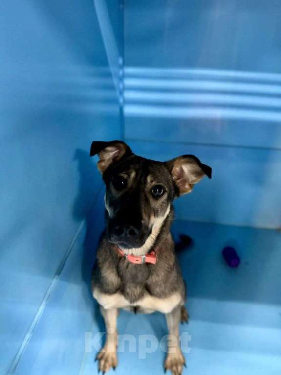 Собаки в Москве: Срочно! Увозили в приют прямо сейчас! Мальчик, Бесплатно - фото 2